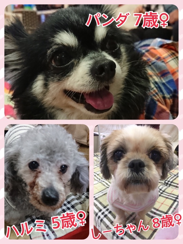 今日の里親募集中の子たち🐶2018,3,4